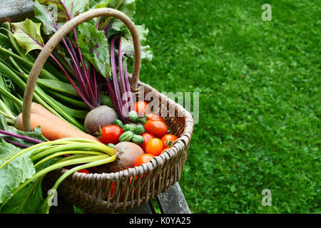 Geflochtener Korb mit frisch geernteten Gemüse gefüllt aus einer Zuteilung sitzt auf einem Holz garten Sitzbank; Kopie Speicherplatz auf Gras Stockfoto