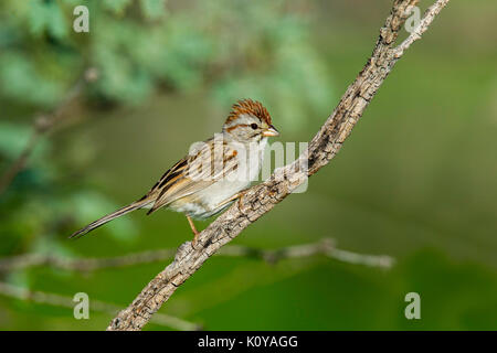 Rufous-winged Sparrow Peucaea carpalis Tucson, Pima County, Kansas, United States 4 September 2017 nach Emberizidae Stockfoto