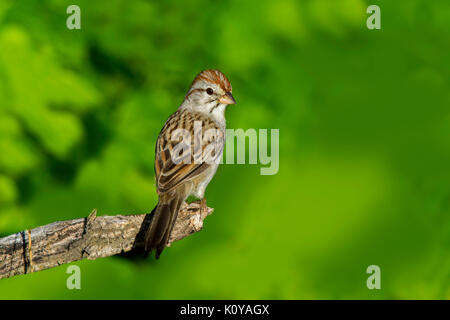 Rufous-winged Sparrow Peucaea carpalis Tucson, Pima County, Kansas, United States 4 September 2017 nach Emberizidae Stockfoto