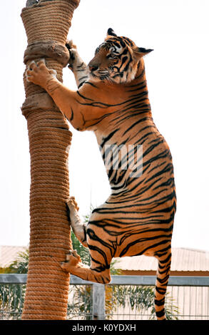 Tiger, wie Kinder und Hunde, können lernen, ihr Verhalten durch die kompetente Anwendung der Belohnung und der Disziplin zu ändern. Stockfoto