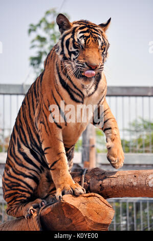 Tiger, wie Kinder und Hunde, können lernen, ihr Verhalten durch die kompetente Anwendung der Belohnung und der Disziplin zu ändern. Stockfoto