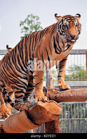 Tiger, wie Kinder und Hunde, können lernen, ihr Verhalten durch die kompetente Anwendung der Belohnung und der Disziplin zu ändern. Stockfoto