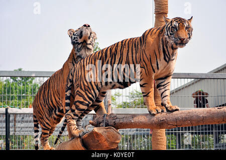 Tiger, wie Kinder und Hunde, können lernen, ihr Verhalten durch die kompetente Anwendung der Belohnung und der Disziplin zu ändern. Stockfoto