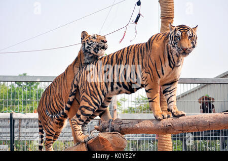 Tiger, wie Kinder und Hunde, können lernen, ihr Verhalten durch die kompetente Anwendung der Belohnung und der Disziplin zu ändern. Stockfoto