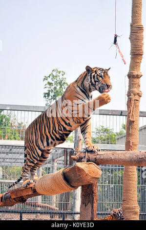 Tiger, wie Kinder und Hunde, können lernen, ihr Verhalten durch die kompetente Anwendung der Belohnung und der Disziplin zu ändern. Stockfoto