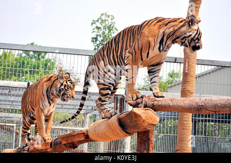 Tiger, wie Kinder und Hunde, können lernen, ihr Verhalten durch die kompetente Anwendung der Belohnung und der Disziplin zu ändern. Stockfoto