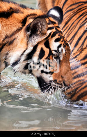 Tiger, wie Kinder und Hunde, können lernen, ihr Verhalten durch die kompetente Anwendung der Belohnung und der Disziplin zu ändern. Stockfoto