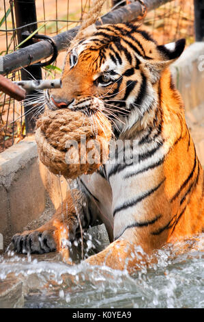 Tiger, wie Kinder und Hunde, können lernen, ihr Verhalten durch die kompetente Anwendung der Belohnung und der Disziplin zu ändern. Stockfoto