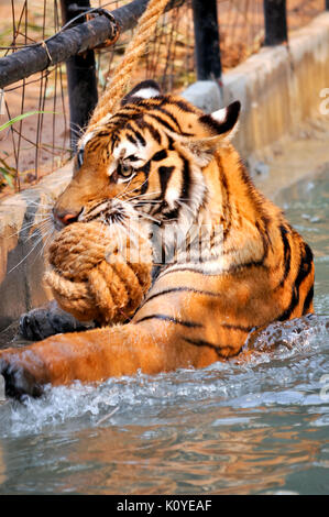 Tiger, wie Kinder und Hunde, können lernen, ihr Verhalten durch die kompetente Anwendung der Belohnung und der Disziplin zu ändern. Stockfoto