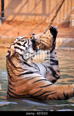 Tiger, wie Kinder und Hunde, können lernen, ihr Verhalten durch die kompetente Anwendung der Belohnung und der Disziplin zu ändern. Stockfoto