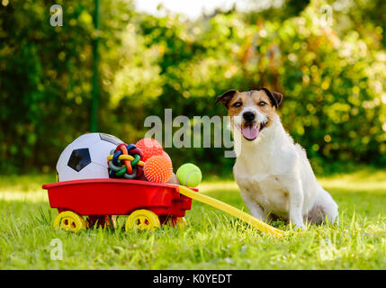 Happy Dog Sitting in der Nähe von schubkarre voller Schätze - verschiedene Arten von Bällen Stockfoto