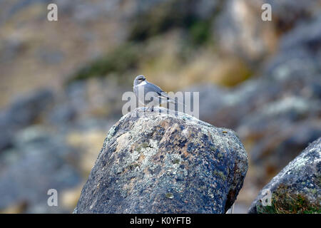 White-winged Diuca Finch (Diuca speculifera) in Freiheit genommen Stockfoto