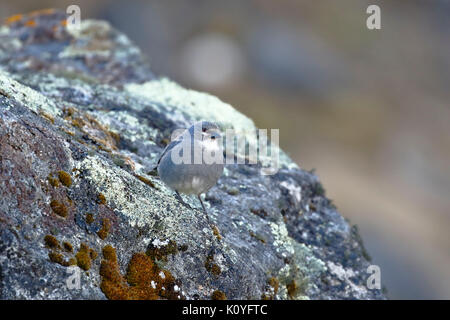 White-winged Diuca Finch (Diuca speculifera) in Freiheit genommen Stockfoto
