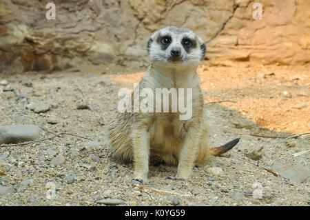 Erdmännchen leben in allen Teilen der Kalahari in Botswana, in der Wüste Namib in Namibia und im südwestlichen Angola und in Südafrika. Stockfoto