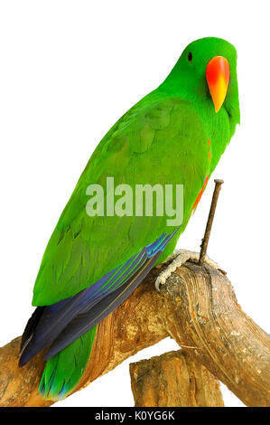 Die eclectus Parrot ist ein Papagei native auf den Salomonen, Sumba, Neuguinea und die nahe gelegenen Inseln, der nordöstlichen Australien und die Molukken. Stockfoto