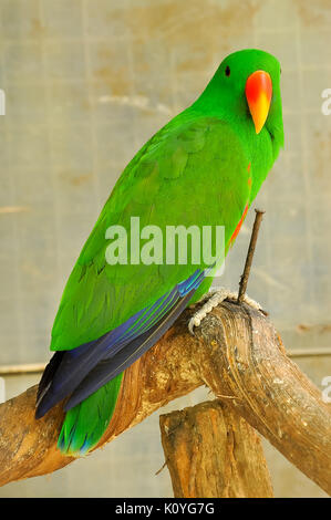 Die eclectus Parrot ist ein Papagei native auf den Salomonen, Sumba, Neuguinea und die nahe gelegenen Inseln, der nordöstlichen Australien und die Molukken. Stockfoto