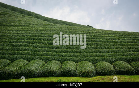 Tee Plantage auf Moc Chau Plateau in Vietnam. Moc Chau Plateau ist eine der berühmtesten Reiseziele der Nordwesten Vietnams. Stockfoto