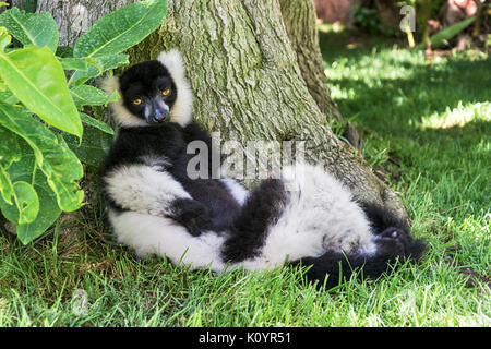 Monkey lemur unter einem Baum Stockfoto