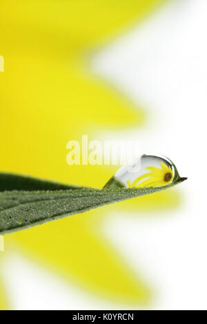 Reflexion einer Sonnenblume in einer Dropdown-Liste Stockfoto