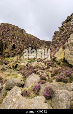 Zerklüftete Landschaft an Grindsbrook Clough in der Nähe von Morley, Peak District National Park, England. Felsen und Heather am Rande des Kinder Scout. Stockfoto