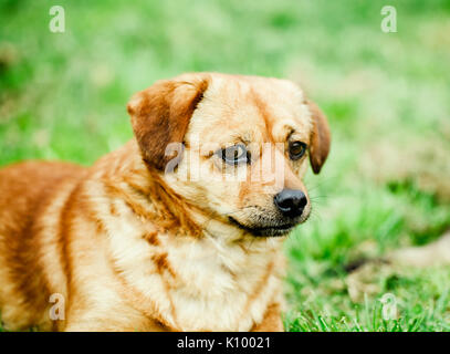 Kleiner Hund hautnah. Gemischte Rasse gelber Hund Kopf schoss. Stockfoto