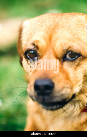 Kleiner Hund hautnah. Gemischte Rasse gelber Hund Kopf schoss. Stockfoto