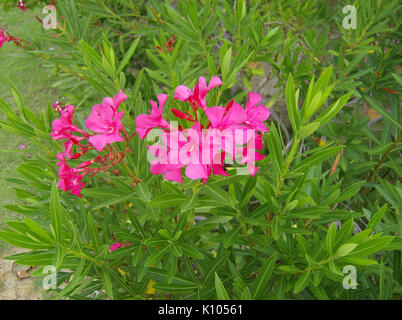 Adelfa (Nerium oleander L.) Stockfoto