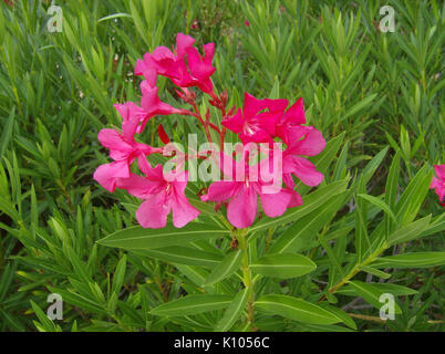 Adelfa (Nerium oleander L.) 2. Stockfoto