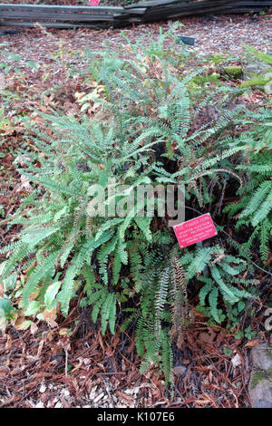 Adiantum aleuticum Regionalen Parks Botanischer Garten, Berkeley, CA 04417 DSC Stockfoto