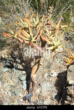 Aloe ramosissima Schiefen Kiefer Arboretum DSC 05562 Stockfoto