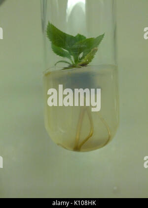 Äpfel verwurzelt Stockfoto