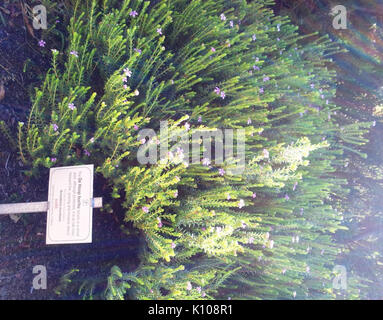 Acmadenia mundiana De Hoop Buchu seltene Kalkstein Küsten Fynbos plant Südafrika 6. Stockfoto