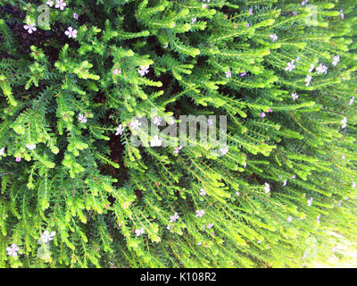 Acmadenia mundiana De Hoop Buchu seltene Kalkstein Küsten Fynbos plant Südafrika 5 Stockfoto