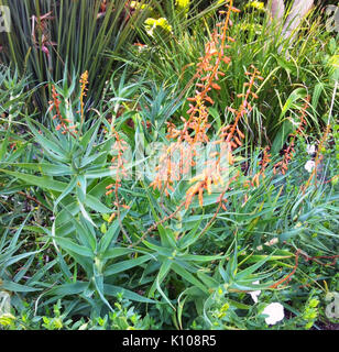 Aloe tenuior var rubriflora Kirstenbosch 9. Stockfoto