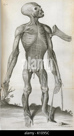 Anatomische Zeichnung Orang Outang, sive Homo Sylvestris (1699), Abbildung 3, BL Stockfoto