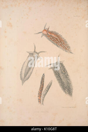 AlderHancockFam 3 Platte 23. Stockfoto