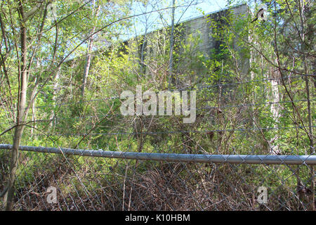 Abgebrochene GNAL bulding, Dawson Wald Stockfoto