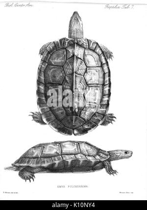 Biologia Centrali Americana (Tab 7) (8203109456) Stockfoto