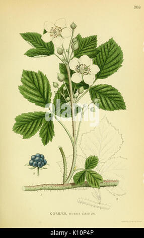 Billeder af Nordens Flora (Platte 308) (8147604998) Stockfoto