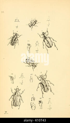 Arcana entomologica, oder, Illustrationen von neue, seltene und interessante Insekten (PL. 28) (7087231353) Stockfoto