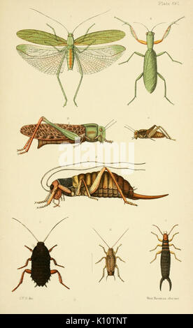 Eine elementare Anleitung von Neuseeland Entomologie (Platte XVII) (6955772111) Stockfoto