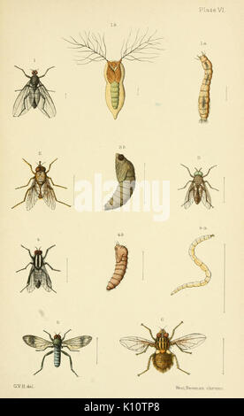 Eine elementare Anleitung von Neuseeland Entomologie (Platte VI) (6809655482) Stockfoto