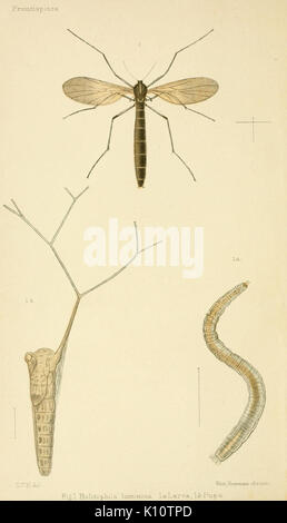 Eine elementare Anleitung von Neuseeland Entomologie (Frontispiz) (6809652328) Stockfoto