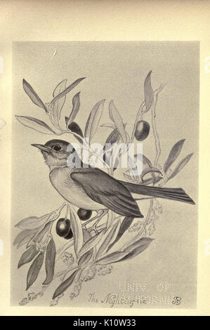 Vögel aus Moidart und anderswo (Platte 31) (8510249809)