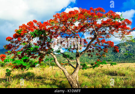 Wunderschöner, Exotischer Baum mit roten Blumen Flamboyant. Mauritius Stockfoto