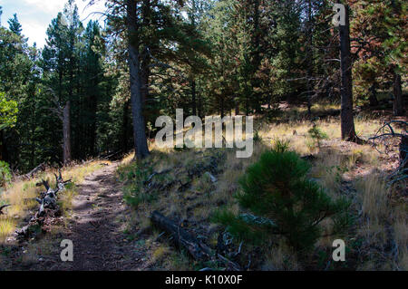 Abineau Trail ist ein steiler Aufstieg 1.800 Fuß über zwei Meilen auf den Hügeln von San Francisco Peaks durch Abineau Canyon. Der Weg trifft der Wasserlinie Trail an der Spitze, die zu (22068956451) gefolgt werden. Stockfoto