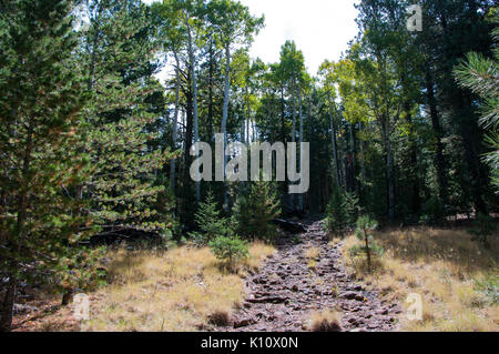 Abineau Trail ist ein steiler Aufstieg 1.800 Fuß über zwei Meilen auf den Hügeln von San Francisco Peaks durch Abineau Canyon. Der Weg trifft der Wasserlinie Trail an der Spitze, die zu (22059097665) gefolgt werden. Stockfoto