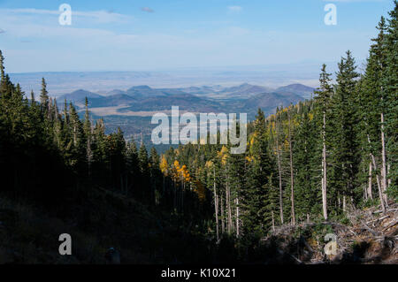 Abineau Trail ist ein steiler Aufstieg 1.800 Fuß über zwei Meilen auf den Hügeln von San Francisco Peaks durch Abineau Canyon. Der Weg trifft der Wasserlinie Trail an der Spitze, die zu (22047214662) gefolgt werden. Stockfoto