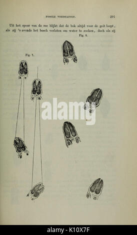 Album der Natuur (Seite 201) BHL 35222233 Stockfoto