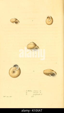 Amerikanische conchology (Platte 37) BHL 7959456 Stockfoto